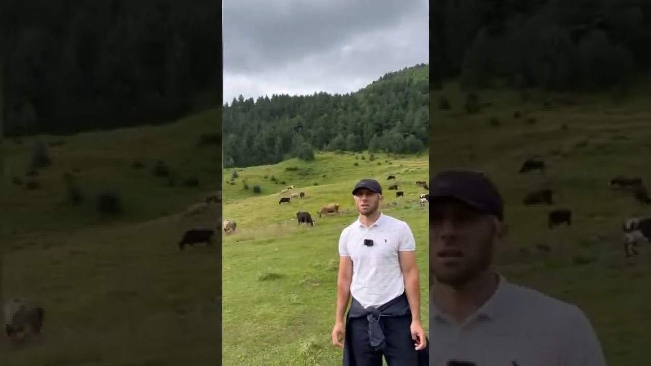 ВОЛКИ НАПАЛИ НА ДЕТЕЙ