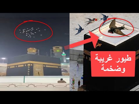 شاهد ماذا يفعل محمد بن سلمان فوق الكعبة ومعجزة طواف الحمام دليل على اقتراب الساعة 2020