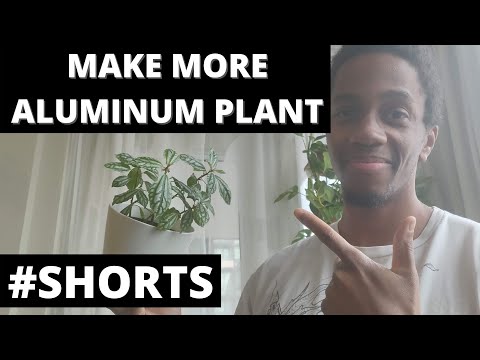 Wideo: Pilea Rośliny doniczkowe: Wskazówki dotyczące pielęgnacji roślin aluminiowych Pilea
