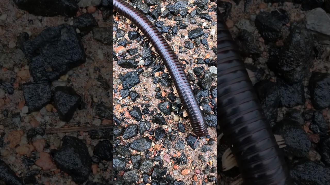 Terrible horror millipede giant 😱😱🪱🪱 