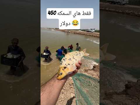 السعر450 دولار اكسبلور حسينيات بث اغاني بث لايك دويتو الكويت بث اغاني شعر شعبي عراقي لايك