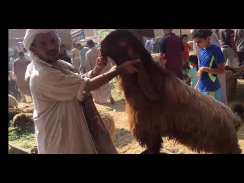 اسعار كيلو الماعز القائم والاضحية في مصر 2025