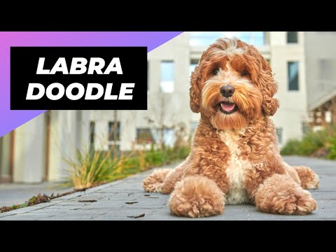 Video: Fælder labradoodles meget?