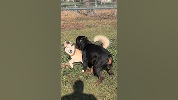 Rottweiler vs Husky 🐾