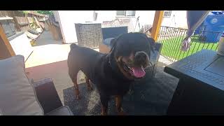Backyard Fun with Macho by Macho the Rottweiler 184 views 11 months ago 2 minutes, 29 seconds