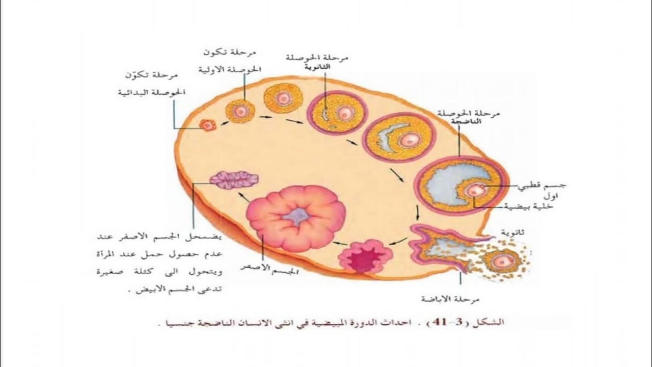 الدورة الرحمية و المبيضية و الحيضية و التكاثر. العذري و الخنثي/ محاضرة25/سادس علمي2024/نور باجلان