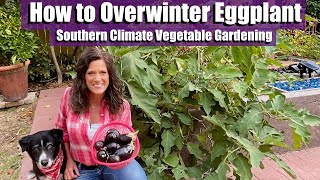 How to Overwinter Eggplant - Grow the Same Plant Next Spring! /Southern Climate Vegetable Gardening