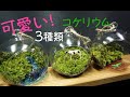 小さなガラス容器で可愛い動物コケリウムをつくる