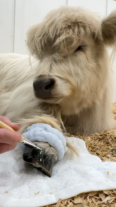 Cow loves to be pampered at the hoof spa! #shorts
