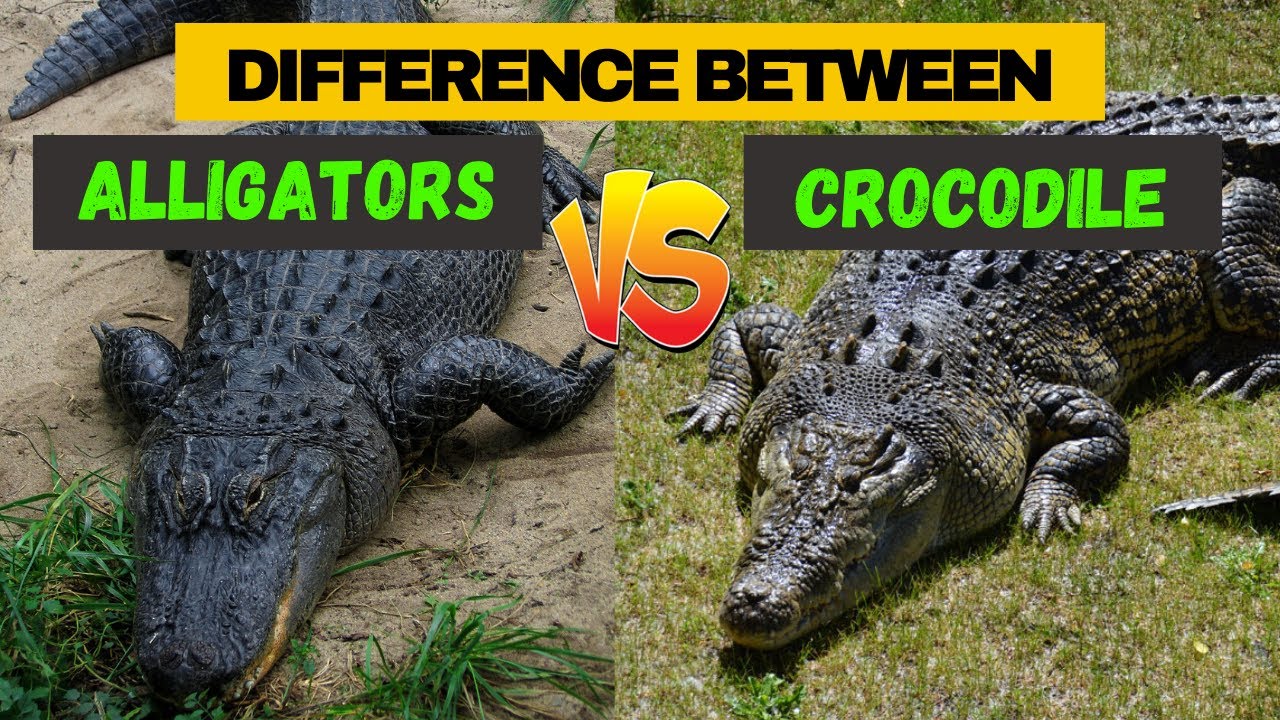 What's the Difference Between an Alligator and a Crocodile?