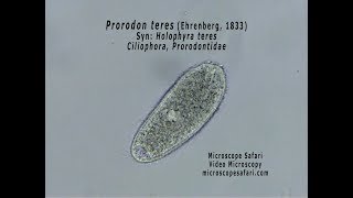Prorodon teres