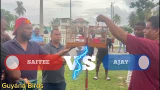 Saffee vs Ajay: Bella Towa Towa Bird Singing Competition