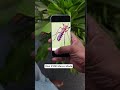 VIVO X300 Macro Mode #vivox300