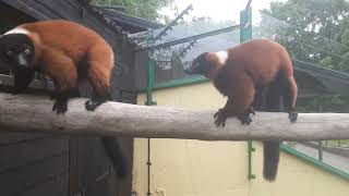 Red Ruffed Lemur Vocalisation