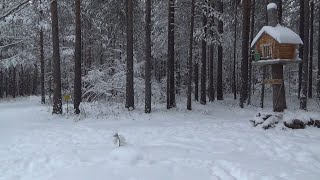 «Тропа сказок» Югорск 4 ноября 2021 год