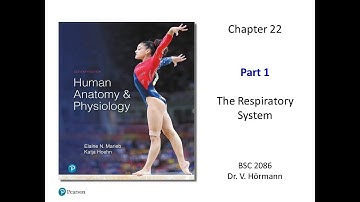 (FAU BSC 2086) Chapter 22 The Respiratory System Part 1