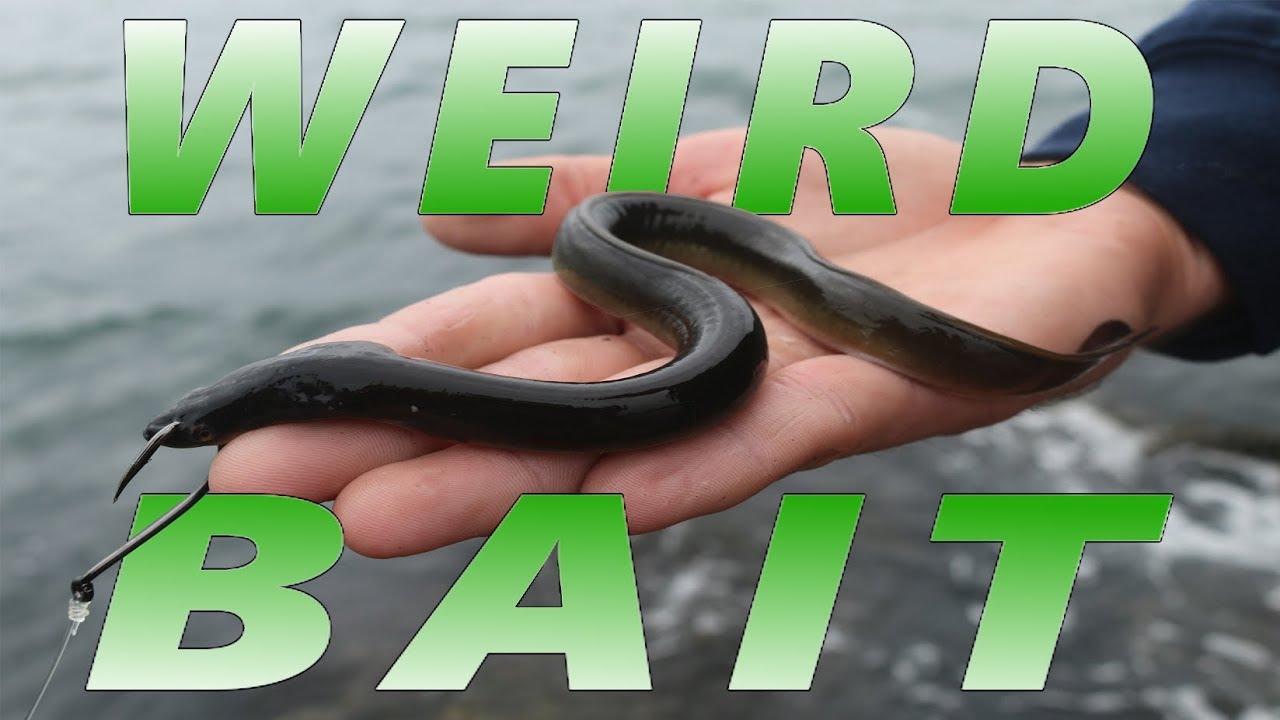 WEIRDEST Bait I ve EVER USED Surf Fishing For Striped Bass YouTube weirdest-bait-i-ve-ever-used-surf-fishing-for-striped-bass-youtube