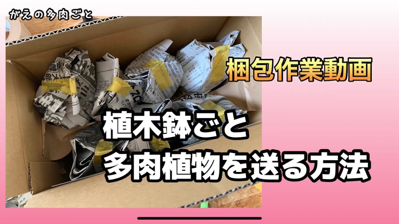 ごんた✴︎ メルカリ便発送‼︎　リップルエフェクト　鉢付き発送‼︎ メルカリ便発送‼︎ リップルエフェクト子株 鉢付き発送
