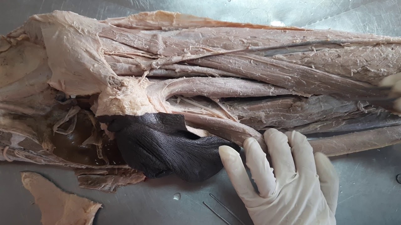 Medial compartment of thigh