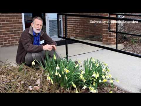This Week in the Garden - Dividing Daffodils