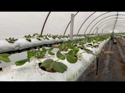 Видео: Информация за североизточните ягоди за ягоди: Научете за отглеждането на североизточни ягоди