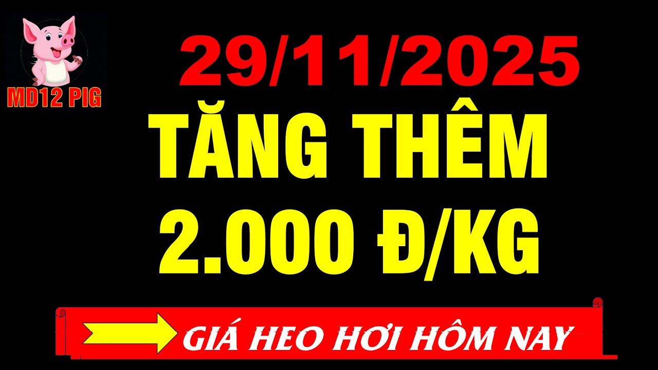 Giá heo hơi hôm nay 29/11/2025 | TĂNG THÊM 2.000 Đ/KG | md12pig 