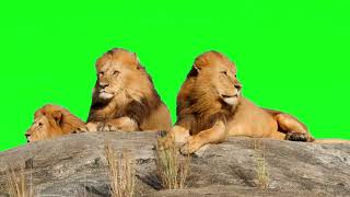 Free Green Screen Video Lion 4k screen :Green Screen Videos