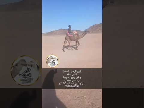 الرحول الصفرا حقه علومها بالإعلان وجوال راعيها