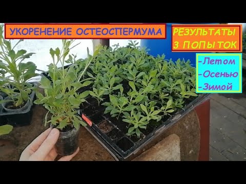 Наглядное пособие по срокам черенкования Остеоспермума. Делайте выводы сами.