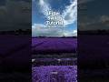 VN Filter Switch Tutorial || #shorts