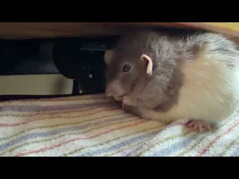 Dried garbanzo beans husk, very tasty 😋 #fancyrats #cute #petrat #petmouse 