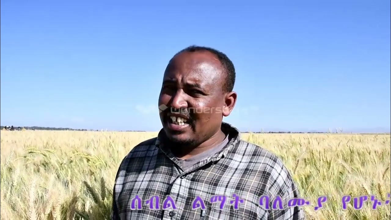 በደቡብ ወሎ ዞን ጃማ ወረዳ 09 ቀበሌ በወጣቶች በኩታ ገጠም የለማ ስንዴ