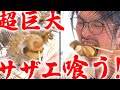 【至福】バカでかいサザエでバーベキューしてみた。〜漢のBBQシリーズ #2〜【山田豊二】【ホタテ】【エビ】【魚貝】【料理】