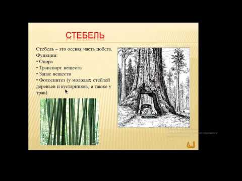 Строение стебля. 6 класс