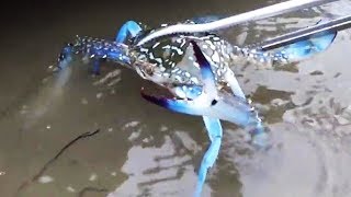 颱風後小漁姐妹聯手抓到大貨，野生大海鰻太猛，連攝影師都被嚇跑【漁小仙】