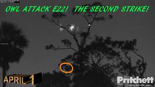 Celebrity SWFL Eagles ~April, 1 💥OWL ATTACK! 💥 E22 HIT And KNOCKED Off Perch! The Second Strike! Profile