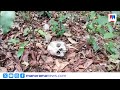 തെന്മല വനത്തിൽ മനുഷ്യന്റെ അസ്ഥികൂടം കണ്ടെത്തി; കാണാതായ ആളുടേതെന്ന് സംശയം | Thenmala