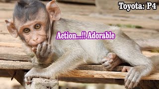 Update Toyota P4/Gorgeous monkey Attractive,Toyota freedom action living in group, Monkey daily life