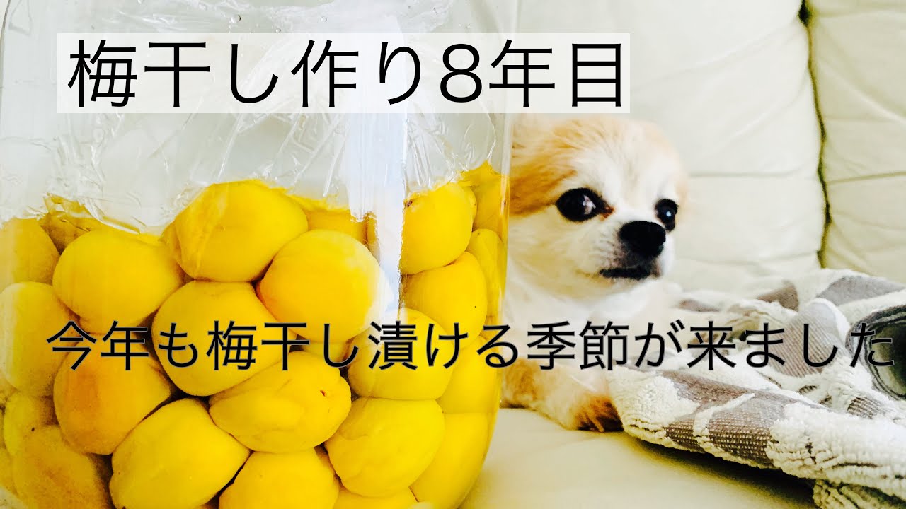 8年目の梅干し作り アラフィフ女子と保護犬の日々 梅干しを漬ける 梅仕事 Youtube 8年目の梅干し作り アラフィフ女子と保護犬の日々 梅干しを漬ける 梅仕事 Youtube