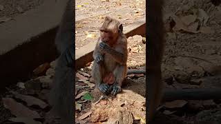 Monkey#20220213 093541