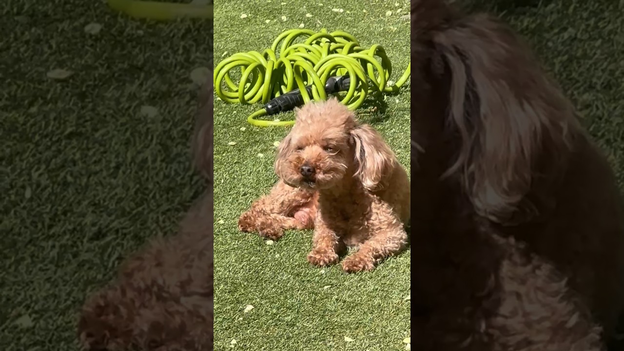 Tigga Wigga and Sammy Boy sun bathing. #doglover #frenchbulldog #poodle