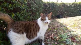 公園で野良猫をモフモフして帰るとき振り返ったらさっきの白キジ猫がまた寄ってきた