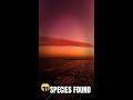 31 New Deep-Sea Species Found Off Brazil — But Scientists Weren't Looking for Them #Shorts