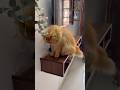 My Orange Cat in Full Supervisor Mode… Then the Nap 😹 #funnycatshorts  #catbehavior
