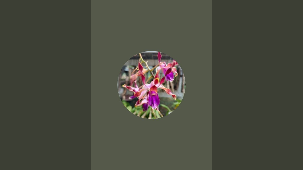 live sale, wa admin 08568315640