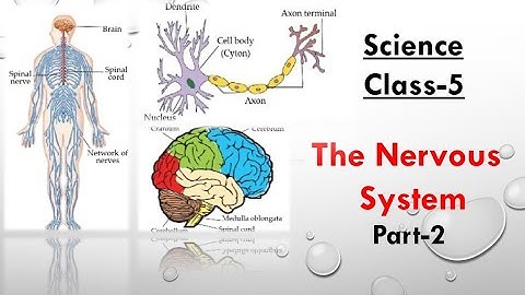 Class-5 || Science || Ch-8 || The Nervous System || Part-2