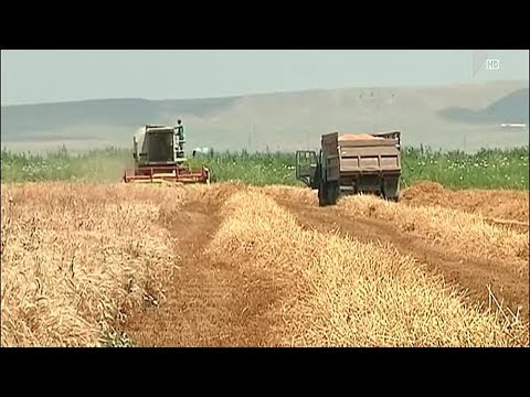 ხორბლის მოსავალი