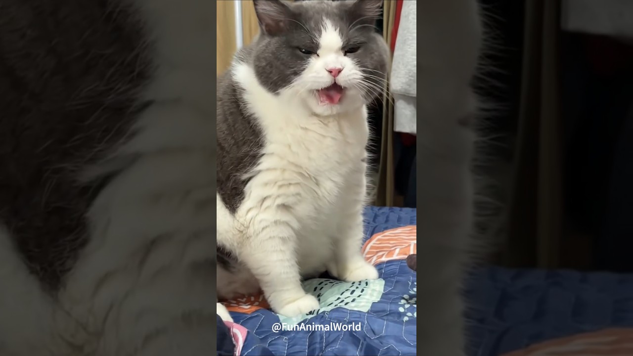 Funny Cats + Cute Meows = Instant Smile! 😻