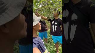 Mulberry/ Thing theimi kaneh uhe anei te umlou kah a / atui dan chu ong..