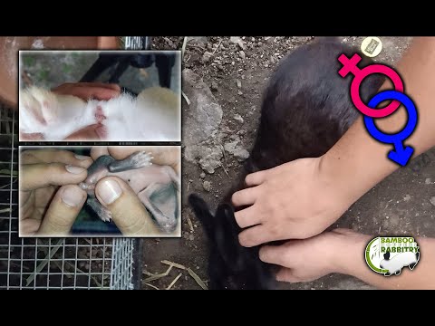 Video: Paano Pangalanan Ang Isang Batang Lalaki Na Kuneho